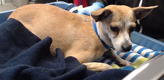 Shelter Stray Female Dog last seen , 1419 Bryant St, San Francisco, CA 94103, USA