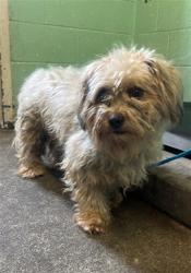 Shelter Stray Male Dog last seen LAKE FOREST DR & EVERGLADE DR, 2127 Front St, Sacramento, CA 95818, USA
