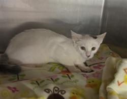 Shelter Stray Female Cat last seen , 11361 W Pico Blvd, Los Angeles, CA 90064, USA