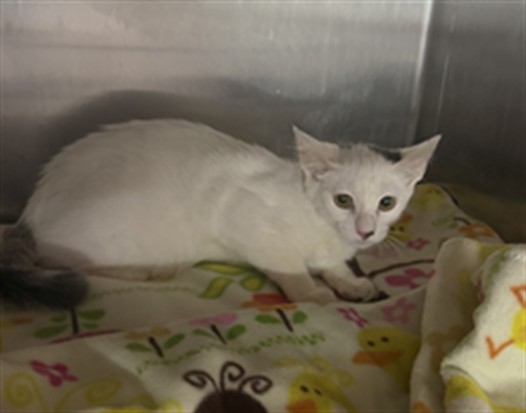 Shelter Stray Female Cat last seen , 11361 W Pico Blvd, Los Angeles, CA 90064, USA