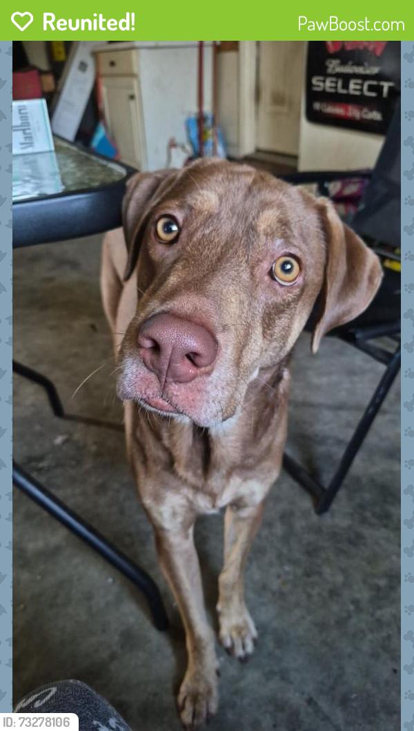 Reunited Male Dog last seen Near woodcroft drive, Goldsboro,NC,27534, Goldsboro, NC 27534