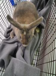 Shelter Stray Female Other last seen , 1850 W 60th St, Los Angeles, CA 90047, USA