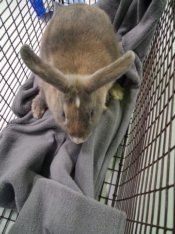 Shelter Stray Female Other last seen , 1850 W 60th St, Los Angeles, CA 90047, USA