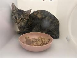 Shelter Stray Female Cat last seen Near BLOCK E HOWARD AVE, 3839 W Burnham St, West Milwaukee, WI 53215, USA