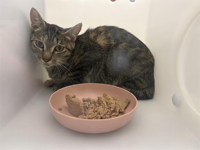Shelter Stray Female Cat last seen Near BLOCK E HOWARD AVE, 3839 W Burnham St, West Milwaukee, WI 53215, USA