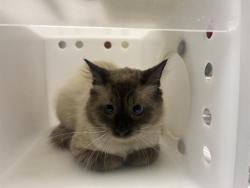 Shelter Stray Male Cat last seen Near BLOCK W KILBOURN AVE, 3839 W Burnham St, West Milwaukee, WI 53215, USA