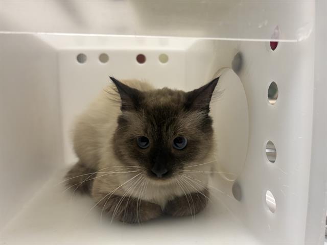 Shelter Stray Male Cat last seen Near BLOCK W KILBOURN AVE, 3839 W Burnham St, West Milwaukee, WI 53215, USA