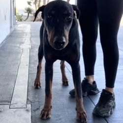 Shelter Stray Male Dog last seen , 1850 W 60th St, Los Angeles, CA 90047, USA