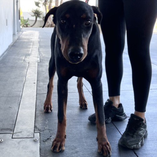 Shelter Stray Male Dog last seen , 1850 W 60th St, Los Angeles, CA 90047, USA