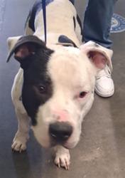 Shelter Stray Male Dog last seen , 1850 W 60th St, Los Angeles, CA 90047, USA