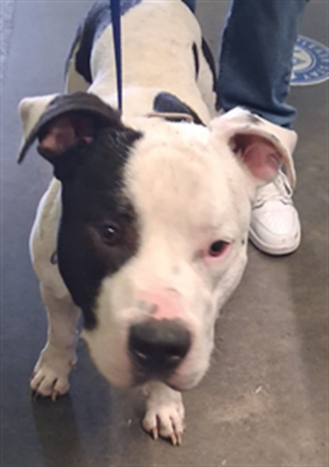 Shelter Stray Male Dog last seen , 1850 W 60th St, Los Angeles, CA 90047, USA