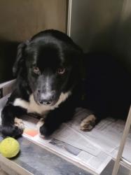 Shelter Stray Male Dog last seen , 14409 Vanowen St, Van Nuys, CA 91405, USA