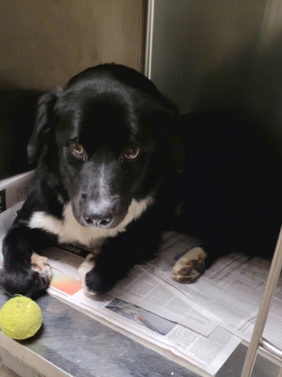 Shelter Stray Male Dog last seen , 14409 Vanowen St, Van Nuys, CA 91405, USA