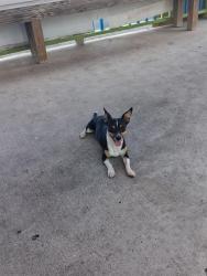 Found/Stray Female Dog last seen Near mart convenient store, Pharr, TX 78577