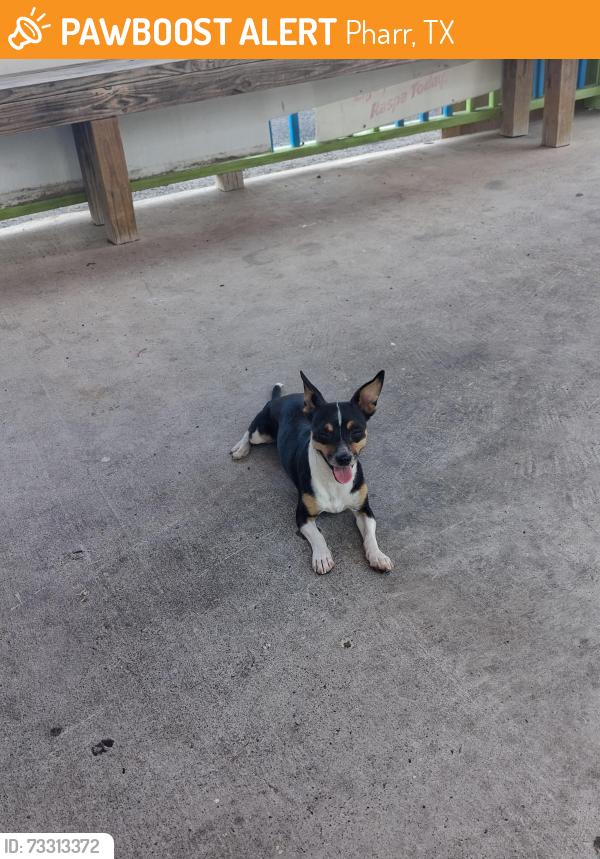 Found/Stray Female Dog last seen Near mart convenient store, Pharr, TX 78577