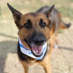 Shelter Stray Female Dog last seen SANTA BARBARA, 4710 TX-151, San Antonio, TX 78227, USA