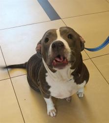 Shelter Stray Female Dog last seen Near BLOCK SUTTERS MILLS RD, 19640 Dogpatch Ln, Land O' Lakes, FL 34638, USA