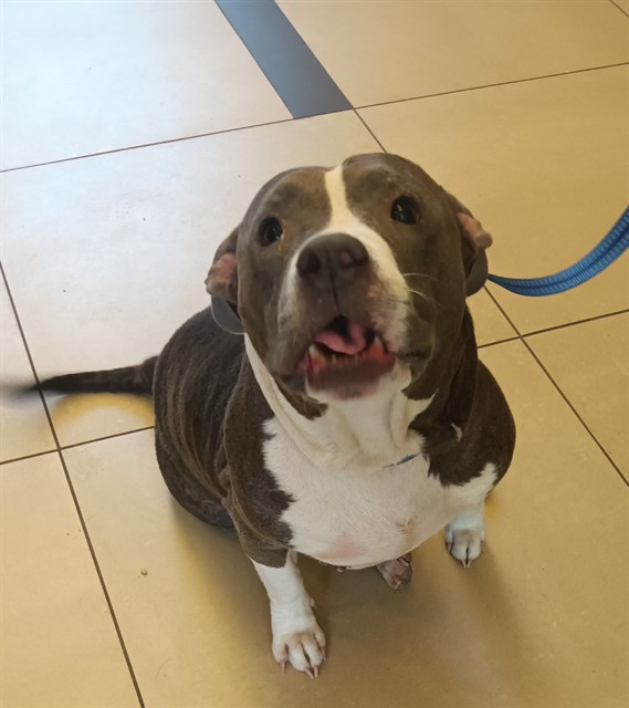Shelter Stray Female Dog last seen Near BLOCK SUTTERS MILLS RD, 19640 Dogpatch Ln, Land O' Lakes, FL 34638, USA
