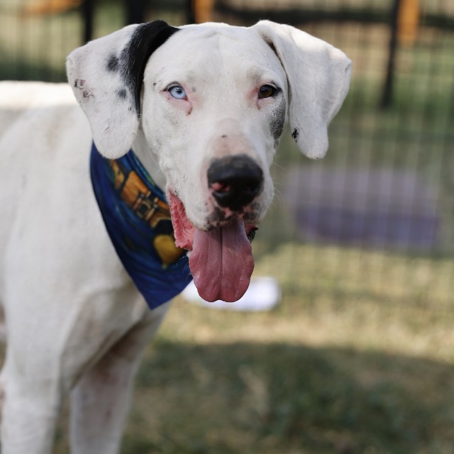 Shelter Stray Male Dog last seen SANTA BARBARA, 4710 TX-151, San Antonio, TX 78227, USA