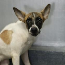 Shelter Stray Male Dog last seen BERKSHIRE, 4710 TX-151, San Antonio, TX 78227, USA