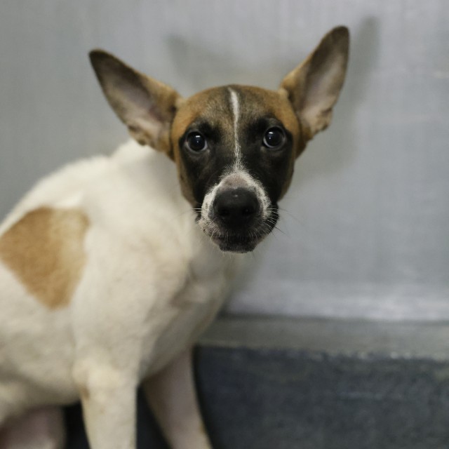 Shelter Stray Male Dog last seen BERKSHIRE, 4710 TX-151, San Antonio, TX 78227, USA