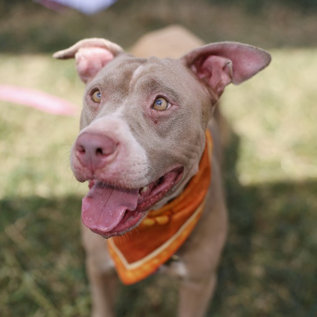 Shelter Stray Female Dog last seen BERKSHIRE, 4710 TX-151, San Antonio, TX 78227, USA