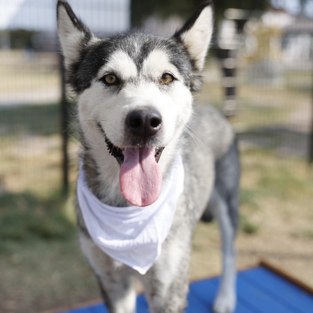 Shelter Stray Female Dog last seen CHERRY, 4710 TX-151, San Antonio, TX 78227, USA