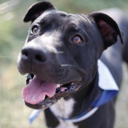 Shelter Stray Male Dog last seen N MAIN AVE, 4710 TX-151, San Antonio, TX 78227, USA