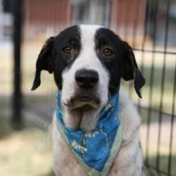 Shelter Stray Male Dog last seen WAYSIDE, 4710 TX-151, San Antonio, TX 78227, USA