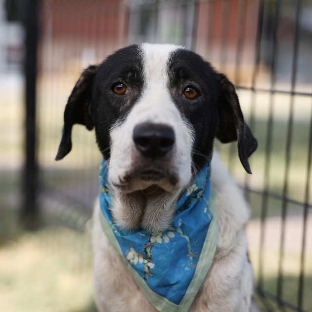Shelter Stray Male Dog last seen WAYSIDE, 4710 TX-151, San Antonio, TX 78227, USA
