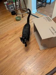 Lost Male Cat last seen Unknown, Oak Park, IL 60302