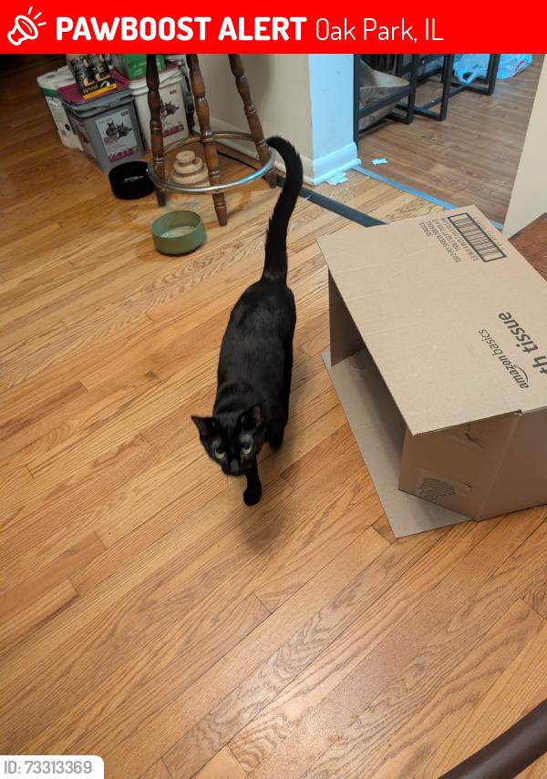 Lost Male Cat last seen Unknown, Oak Park, IL 60302