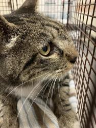 Shelter Stray Male Cat last seen Near BLOCK BLCK CEDAR AVE, LONG BEACH, CA 90813, 7700 E Spring St, Long Beach, CA 90815, USA