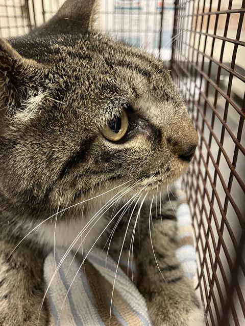 Shelter Stray Male Cat last seen Near BLOCK BLCK CEDAR AVE, LONG BEACH, CA 90813, 7700 E Spring St, Long Beach, CA 90815, USA