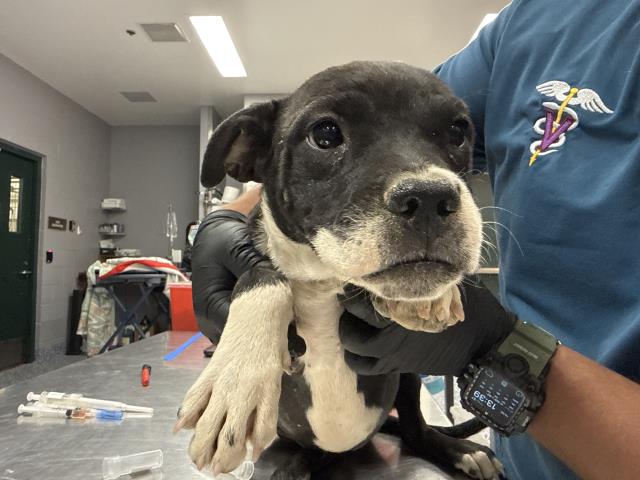 Shelter Stray Female Dog last seen INDIO BLVD, INDIO, 72050 Pet Land Pl, Thousand Palms, CA 92276, USA
