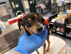Shelter Stray Female Dog last seen Near BLOCK POLK ST, THERMAL, CA, 72050 Pet Land Pl, Thousand Palms, CA 92276, USA