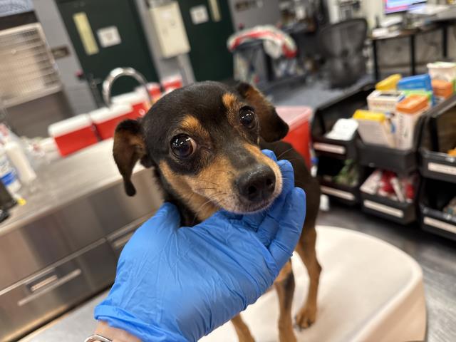 Shelter Stray Female Dog last seen Near BLOCK POLK ST, THERMAL, CA, 72050 Pet Land Pl, Thousand Palms, CA 92276, USA