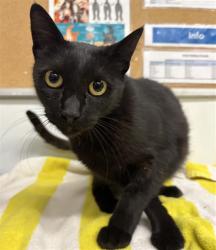 Shelter Stray Female Cat last seen , 600 Aviation Dr, Camarillo, CA 93010, USA
