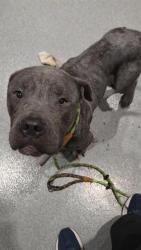 Shelter Stray Male Dog last seen Near, 2600 S Harding St, Indianapolis, IN 46221, USA