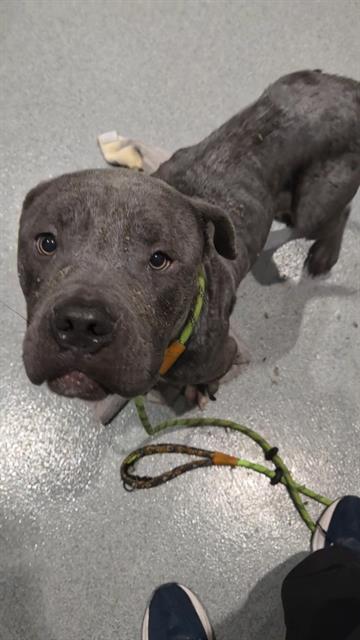 Shelter Stray Male Dog last seen Near, 2600 S Harding St, Indianapolis, IN 46221, USA