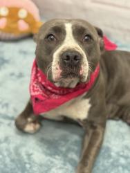 Shelter Stray Female Dog last seen Near BLOCK THATCHER ST, DETROIT, MI 48235, 7401 Chrysler Dr, Detroit, MI 48211, USA