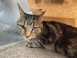 Shelter Stray Male Cat last seen Near BLOCK ROXBORO AVE, OKLAHOMA CITY OK 73162, 2811 SE 29th St, Oklahoma City, OK 73129, USA