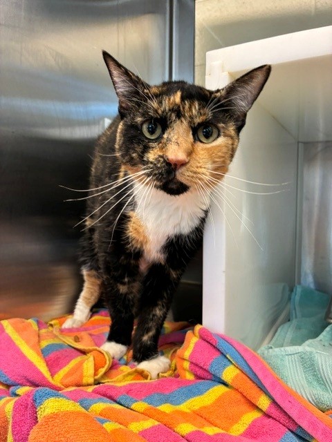 Shelter Stray Female Cat last seen Near BLOCK DECATUR ST, 12155 Park Blvd, Brighton, CO 80601, USA