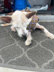 Shelter Stray Male Dog last seen FLOEIN RD/POWERINN RD, 95828, 3839 Bradshaw Rd, Sacramento, CA 95827, USA