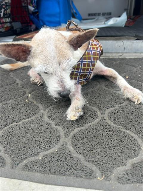 Shelter Stray Male Dog last seen FLOEIN RD/POWERINN RD, 95828, 3839 Bradshaw Rd, Sacramento, CA 95827, USA