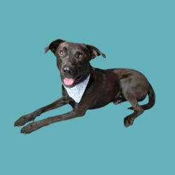 Shelter Stray Male Dog last seen Near BLOCK LOST HILLS RD, LOST HILLS CA 93249, 3951 Fruitvale Ave, Bakersfield, CA 93308, USA