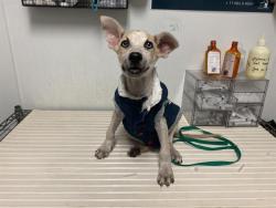 Shelter Stray Male Dog last seen Near BLOCK M ST, BAKERSFIELD CA 93301, 3951 Fruitvale Ave, Bakersfield, CA 93308, USA