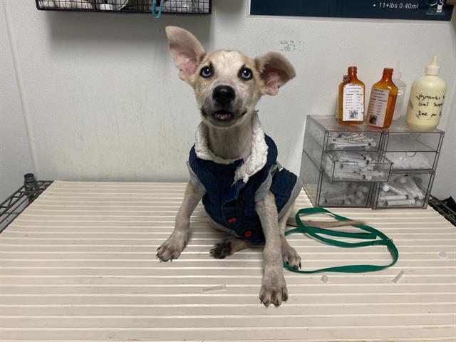 Shelter Stray Male Dog last seen Near BLOCK M ST, BAKERSFIELD CA 93301, 3951 Fruitvale Ave, Bakersfield, CA 93308, USA