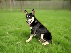 Shelter Stray Male Dog last seen , 38550 Sierra Hwy, Palmdale, CA 93550, USA