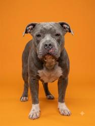 Shelter Stray Female Dog last seen Near BLOCK GUM RD, 2020 Forest St, Jacksonville, FL 32204, USA